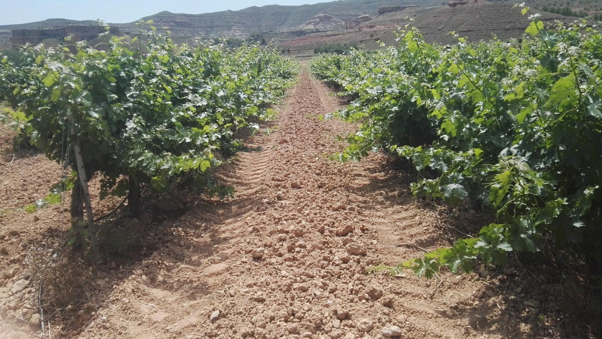 Toma de muestras para analítica de residuos fitosanitarios en cultivo de vid en El Frasno (Zaragoza).
