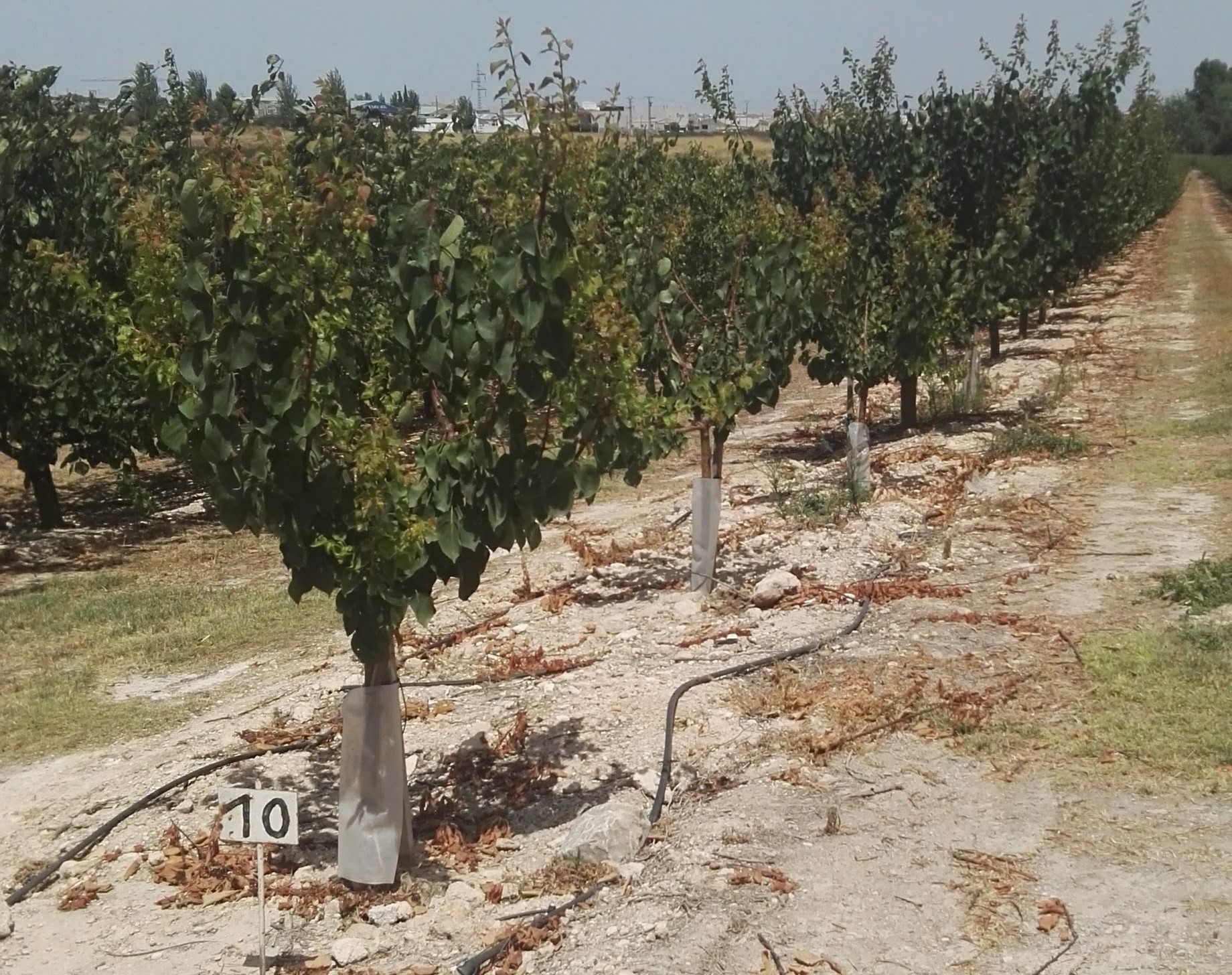 Informe pericial sobre posible error varietal en plantación de albaricoques (Bullas, Murcia).