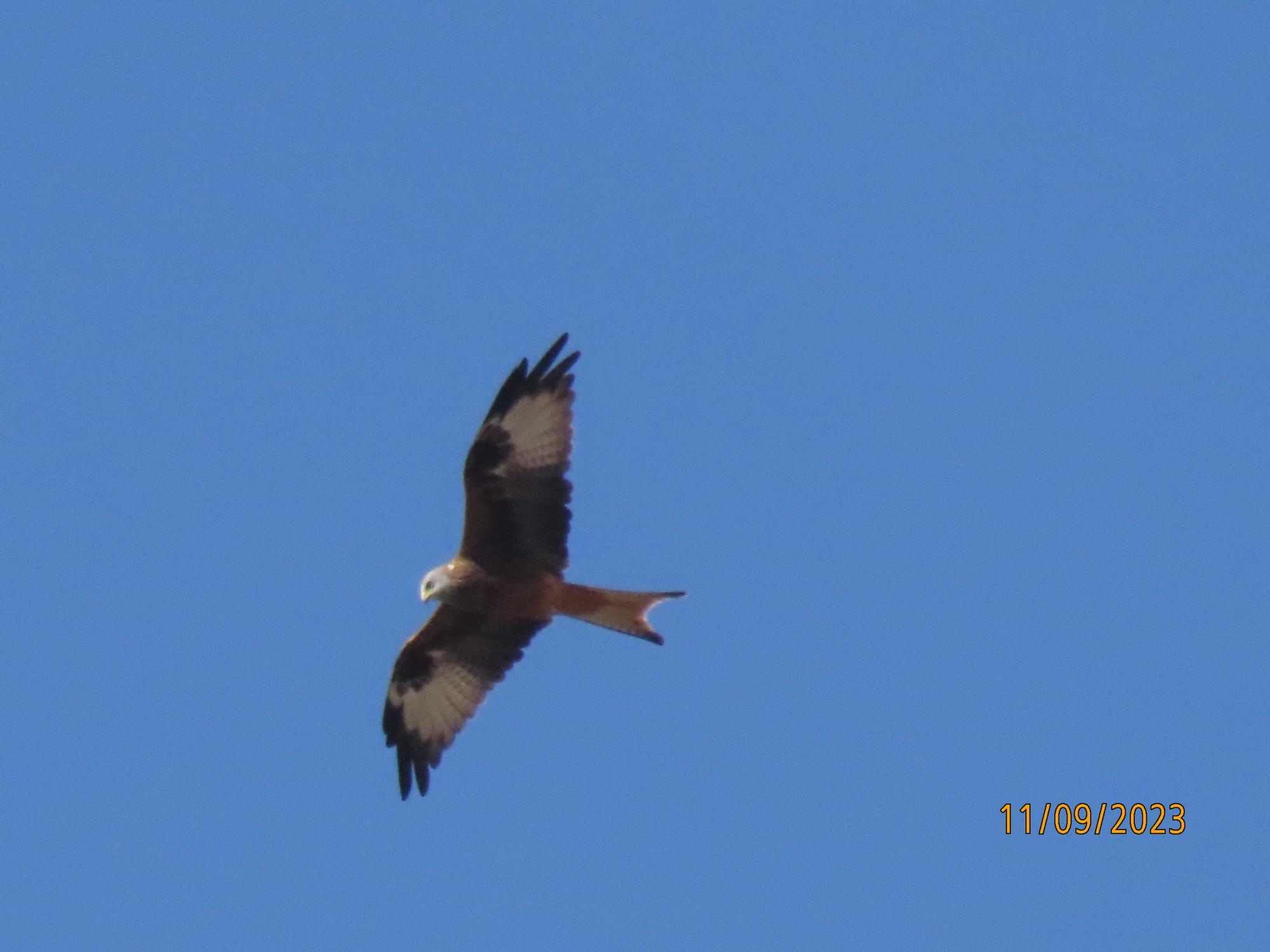 Prospección faunística previa a la ejecución de planta solar fotovoltaica  en Zaragoza y San Mateo de Gállego (Zaragoza)